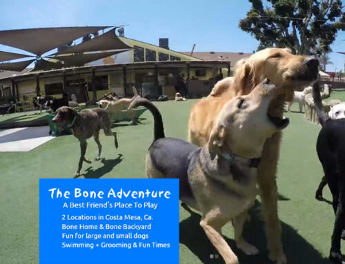 Branding and Web Design Services for Pet Care Professionals